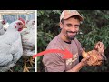 This is why YOU should RAISE CHICKENS for meat