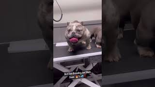 Bo Jackson X Twin Breeding