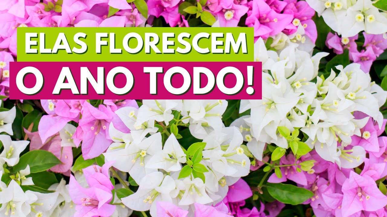 5 PLANTAS QUE FLORESCEM O ANO TODO! FLORES DE SOL OU MEIA SOMBRA! CANAL ...