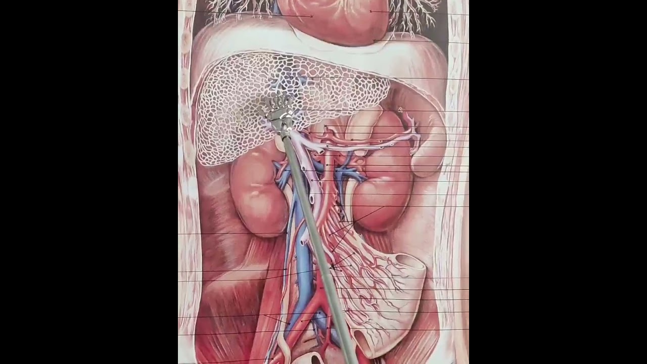 Pfortader & Leber: Darum ist Zucker & Fett ein Problem für dein zentrales Stoffwechselorgan