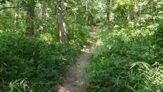 我が観察フィールド［雑木林］【夏】 山口市