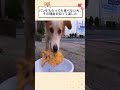 パンをもらっても食べない犬…その理由を知って涙した #感動する話