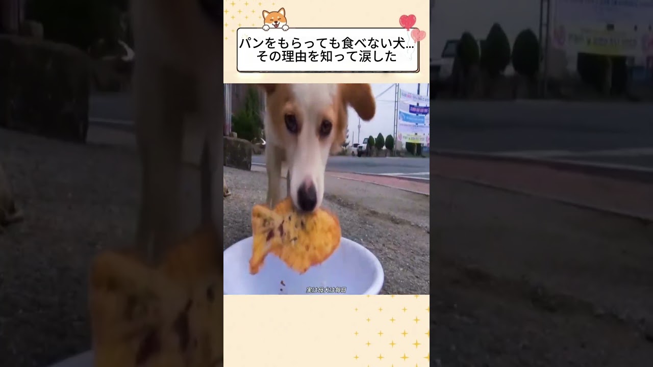 パンをもらっても食べない犬…その理由を知って涙した #感動する話