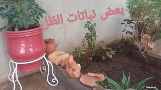 نباتات الظل في حديقتي/حفر/غرس/متعة