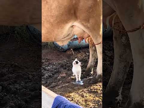 شیر دادن گاو به بچه گربه