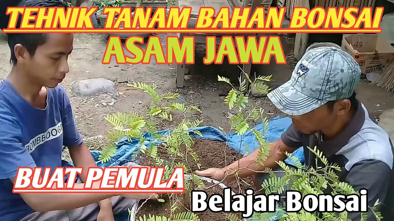 Cara menanam Asam Jawa yg benar dari hasil cangkok/ buat Pemula 