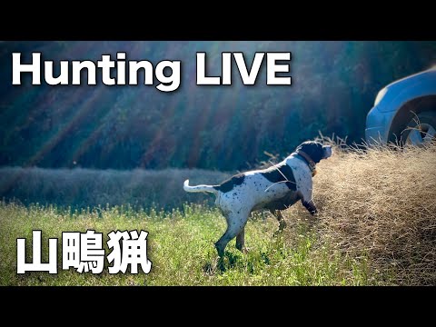 狩猟】ハンティングライブ・ヤマシギ猟 woodcock hunting - YouTube