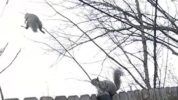 Jumping Squirrel Misses Branch