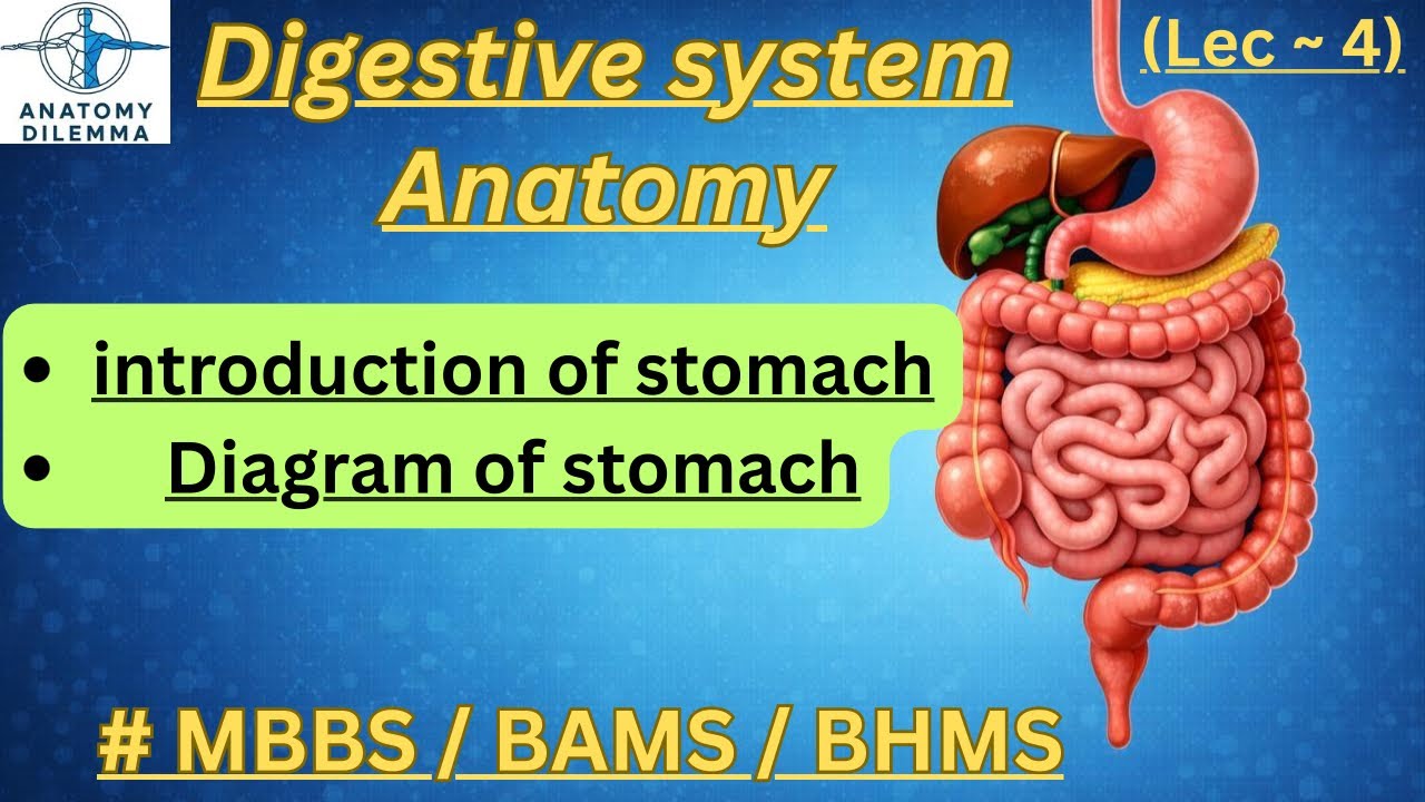Anatomy of stomach |digestive system anatomy| anatomy dilemma | DR ~ Mukul Goyal | #mbbs #bams #bhms