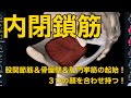 【内閉鎖筋】股関節筋&骨盤壁&肛門挙筋の起始!3つの顔を合わせ持つ!