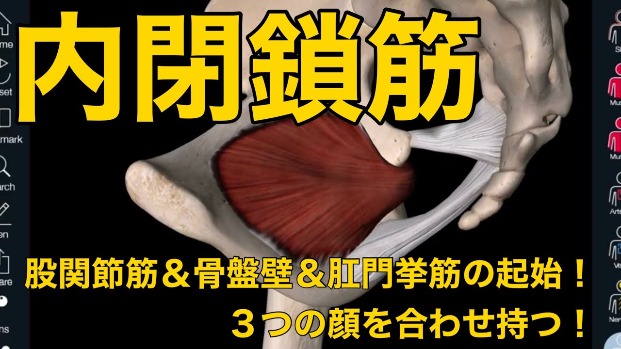 【内閉鎖筋】股関節筋＆骨盤壁＆肛門挙筋の起始！３つの顔を合わせ持つ！