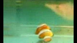 NEMO IS DEAD Nemo Died Years Ago