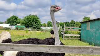 Ostrich farm Kyiv Страусиная ферма Чубинский страус