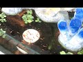 Aquarium (Koi guppies) 100 gallons/ After 2 months 😍 hồ cá (bảy màu Koi) 380 lít/ sau 2 tháng