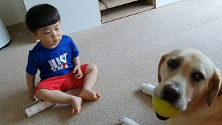 A retreiver knows how to give up toys to its hooman brother