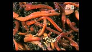 Animal Planet al Extremo - Rapidos HD 1/3