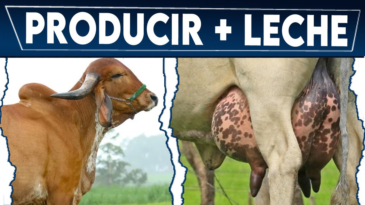 🔴 7 PASOS para aumentar la producción LECHERA ✅ Crea Tu NEGOCIO Ganadero