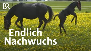 Rottaler Pferde: Freude über das einzige Fohlen | Zwischen Spessart und Karwendel | BR