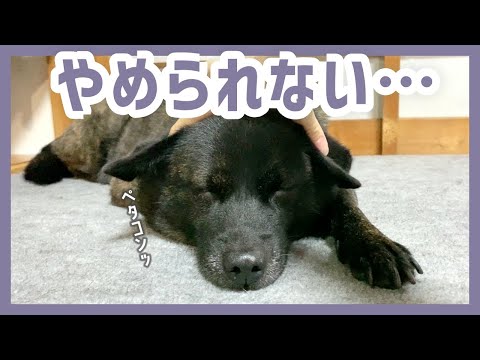 【甲斐犬】寝てる時にちょっかい出されても全く怒らない犬が優しすぎて癒される…！