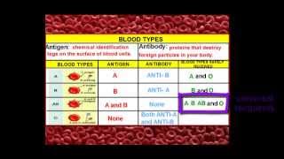 The Human Circulatory System: Blood
