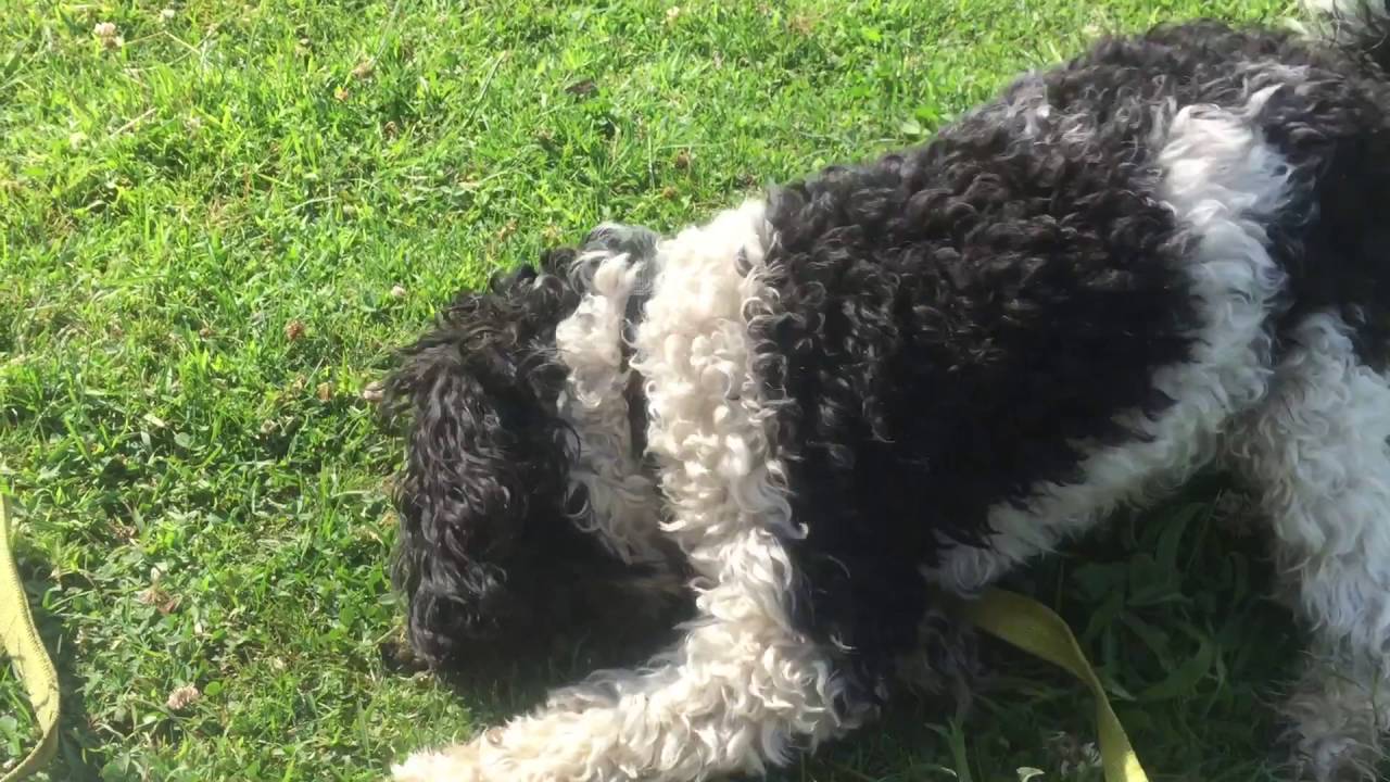 IMG 4405 MOV YouTube img-4405-mov-youtube