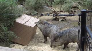 Happy Hollow | Enrichment Video