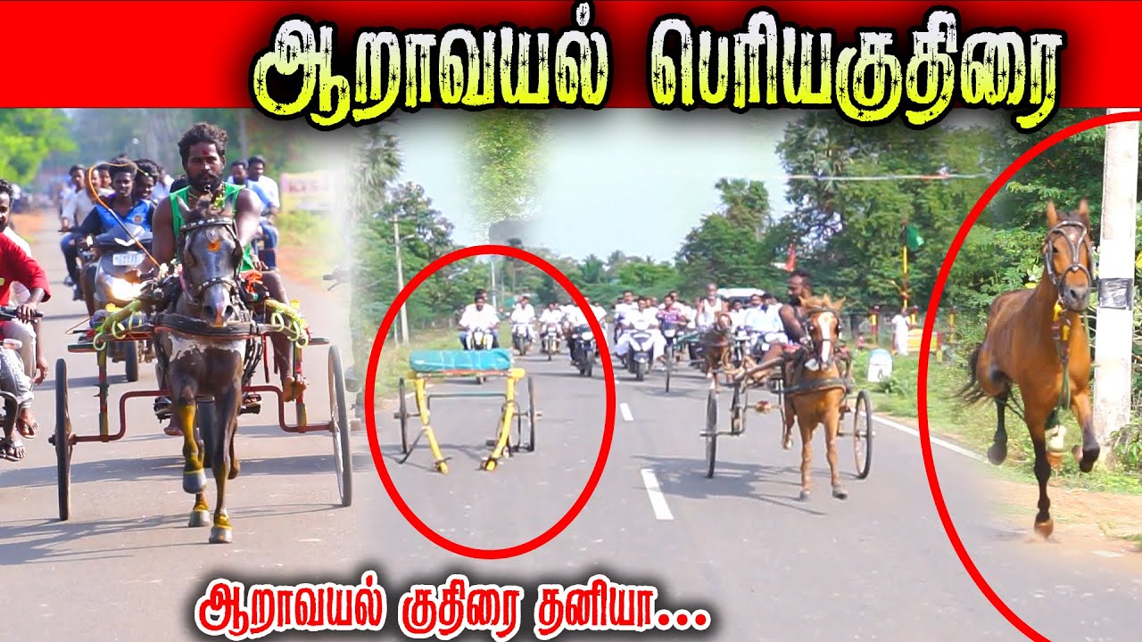 3ஆறாவயல்-பெரியகுதிரை-பந்தயம்_16.04.2025_OOR_KURUVI2.0