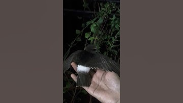 Rescue and Releasing Common Swift Bird ! Happy #birds