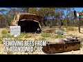 Wild Bee Hive Removal: Honey Bee Removal and Relocation From Old Abandoned Car | The Bush Bee Man