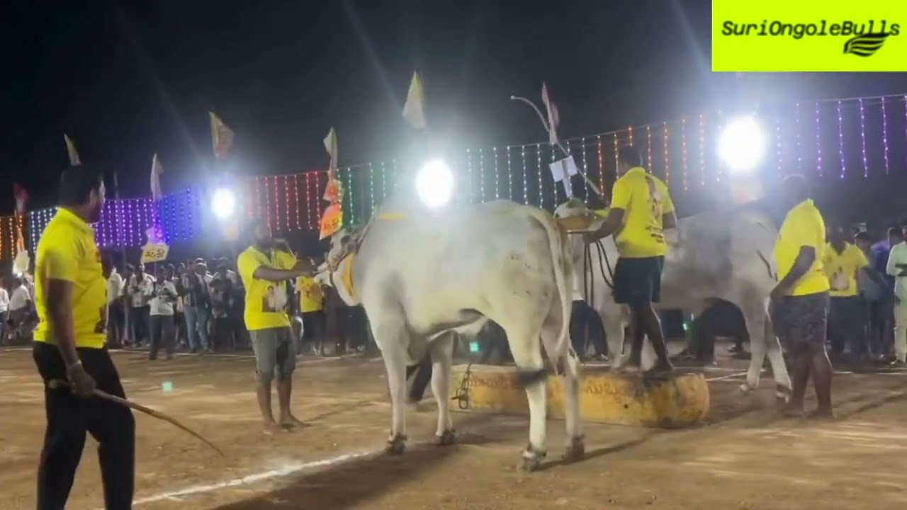 RK బుల్స్ అత్తోట రామకృష్ణచౌదరి BULLS సింహాచలం, అరుణాచలం GOT 1ST PRISE IN మాచవరం