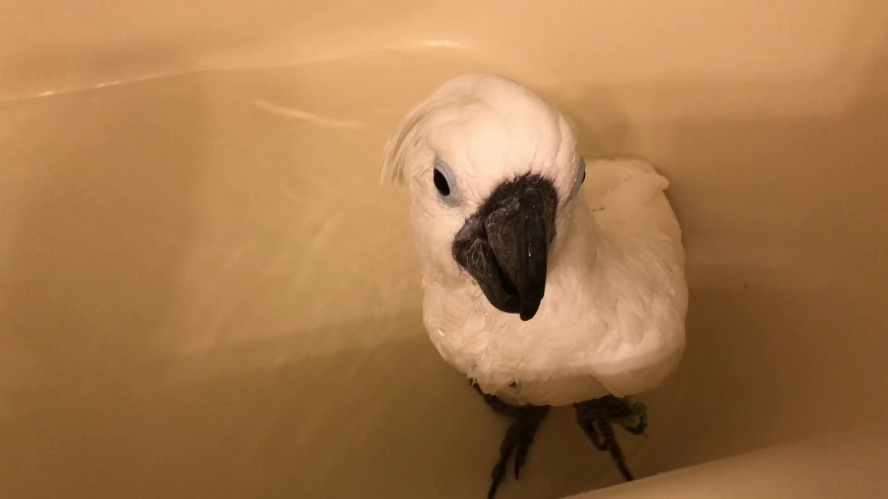 Pretty Cockatoo Bath Time YouTube