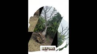 Safe Tree Removal 🌳🪓