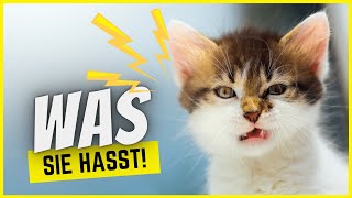 6 Dinge, die Katzen MEHR hassen als hochgehoben zu werden!