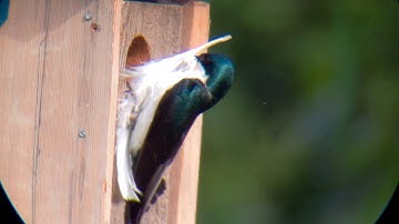 Tree Swallow pair Feather their Nest