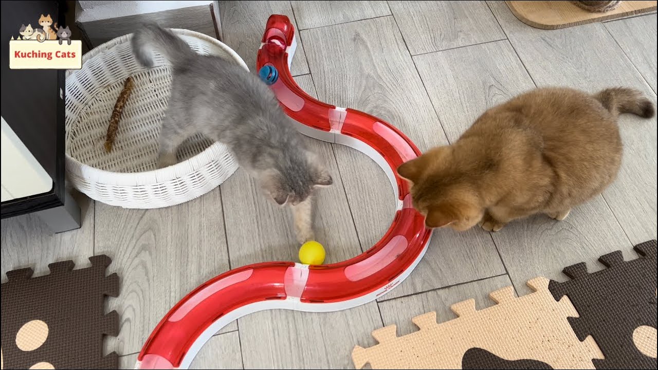 Cute residents of Brunei Cat Cafe are playing YouTube