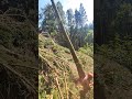 Between flat and steep felling