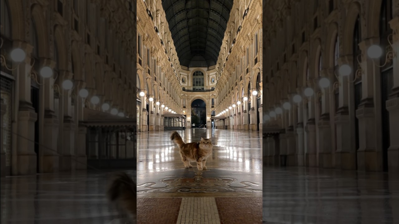 Siberian Cat visits Milan 