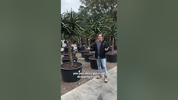 Trees around a swimming pool - Aloe barbarae