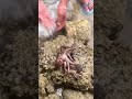 Fisherman cracked shell revealing live octopus 🌊#fishing #ytshorts #viral #shortsfeed #youtube #fyp