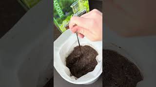 Toddy Cold Brew System Part 2: Cold-Brewing! Visions Espresso Service #coldbrew  #coffee #espresso