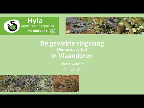 Hyla webinar - De Gevlekte ringslang in Vlaanderen - 27/05/2021