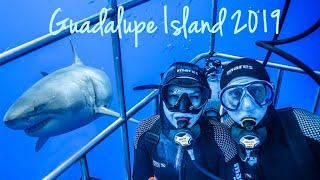 Great White Shark Diving | Guadalupe Island | Isla Guadalupe | Baja California | Mexico