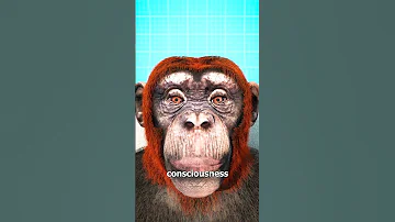 Monkey Head Transplant Explained 