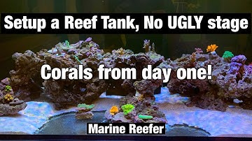 How to setup a reef tank, No UGLY stage and corals from day one!