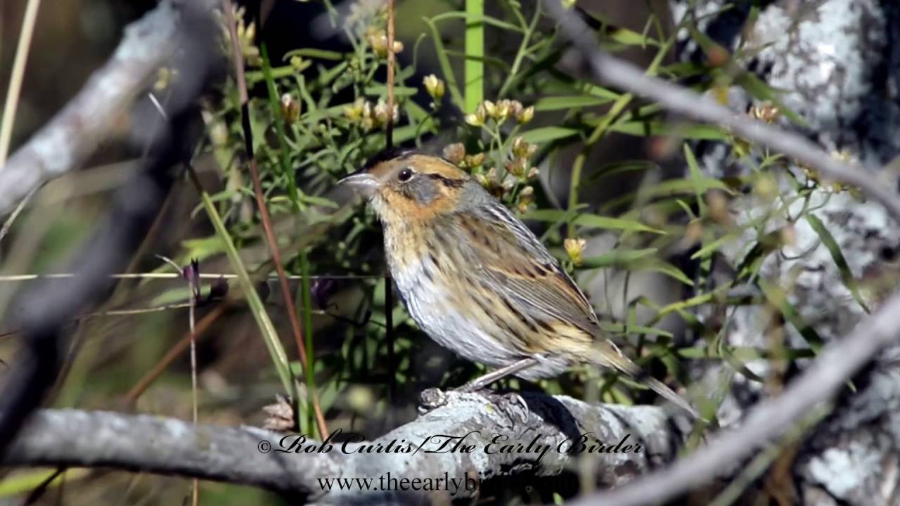 NELSON'S SPARROW Ammodramus nelsoni 