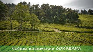 Азоры: Чайные плантации Gorreana / Azores: Gorreana Tea Plantations