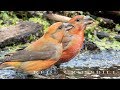 Red crossbill. Flock of the birds drinks water.