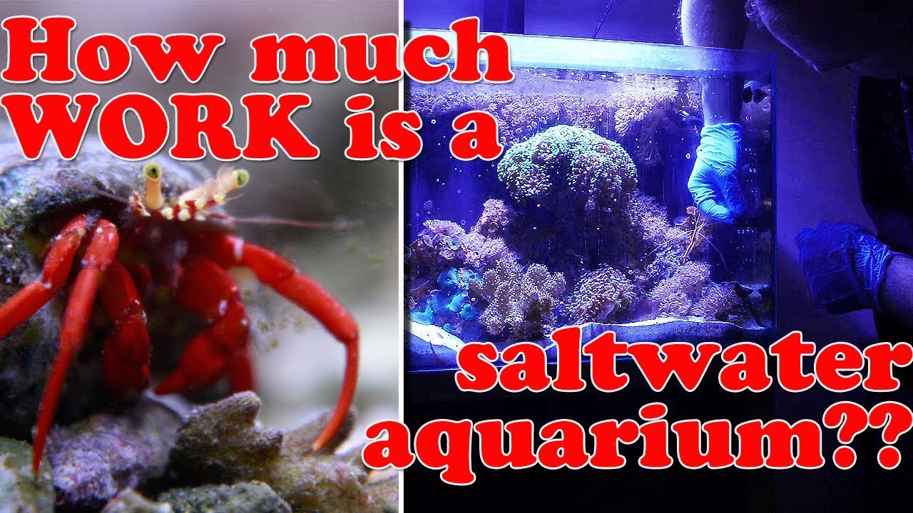 reef tank filtration aquarium