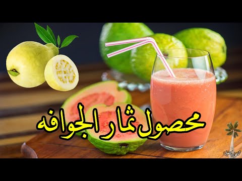      محصول فاكهة الجوفة و فوائدها للصحة