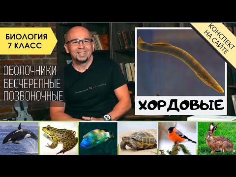 Видео: Почему позвоночные относятся к хордовым?